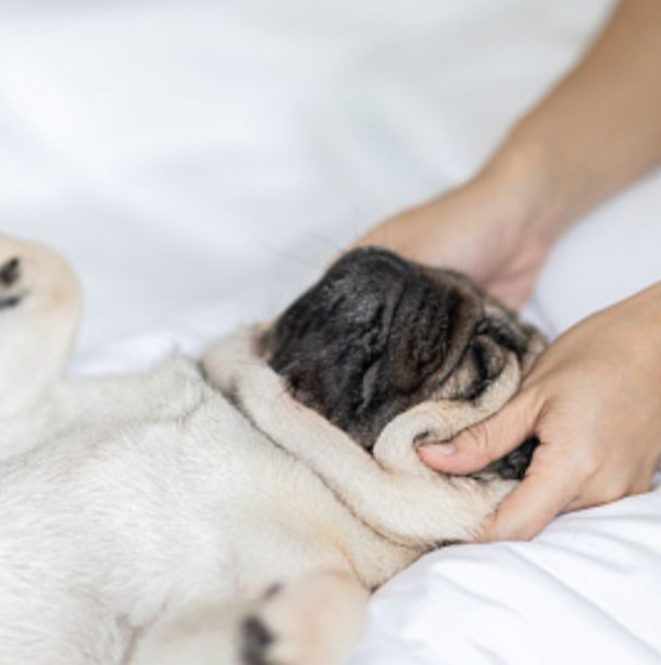 Pampered Pooch